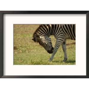  Zebra at Kruger National Park, South Africa Photos To Go 