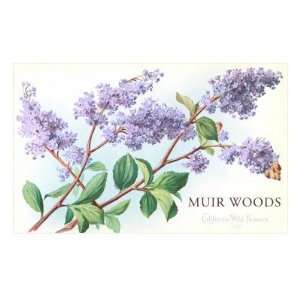  Lilac, Muir Woods, California Premium Poster Print, 8x12 