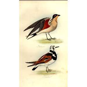  Pratincole Turnstone Feathered Tribes 1841 Mudie Birds 