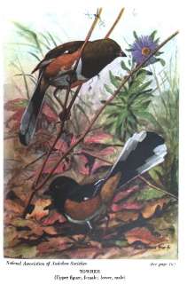   ORNITHOLOGY color antique plates hummingbirds BIRDS dentification 2
