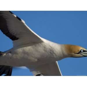 Cape Gannet, Morus Capensis, Bird Island, Lamberts Bay, South Africa 