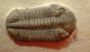 STRUVEASPIS TRILOBITE FROM MOROCCO   NEW DISCOVERY  