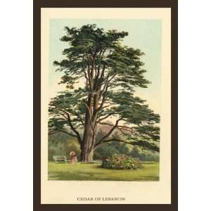   By Buyenlarge Cedar of LeBanon 12x18 Giclee on canvas