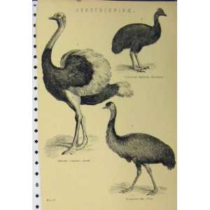  C1890 Emu Ostrcih Cassowary Struthionidae Bird Print