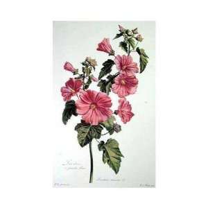  Lavatere (Tree Mallow)    Print