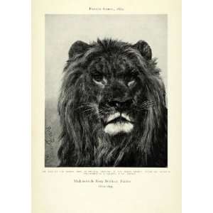   Portrait Wild Animal Jungle Beast   Original Halftone Print Home