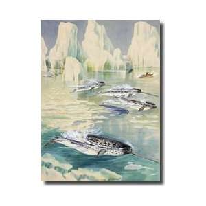  Narwhal Whales Are Being Hunted By Eskimos Giclee Print 