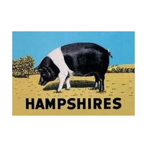  Hampshires 12x18 Giclee on canvas