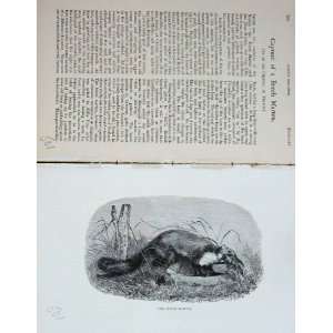  1891 Beech Marten Fox Hunting Country BailyS Magazine 