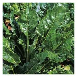   Morgan Spinach Perpetual (Spinach Beet) SEEDS Patio, Lawn & Garden