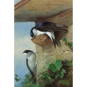     32 x 48 inches   House Martins, On A Nest Benea