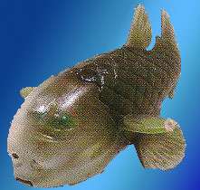Monster of Abyss Ocean Sea Mini Taxidermy Barreleye  