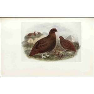  Reprint Red Grouse 1907