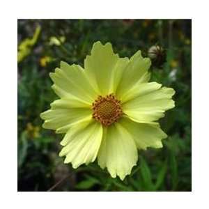  Coreopsis   Full Moon Perennial Flower Patio, Lawn 