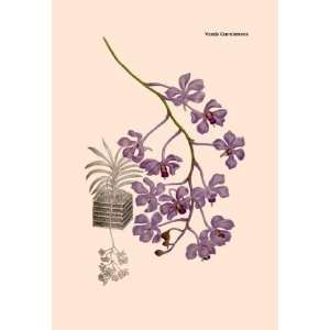  Exclusive By Buyenlarge Orchid Vanda Coerulescens 12x18 