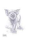 PIGLET Pig art pencil drawing Limited Edition picture print by UK 