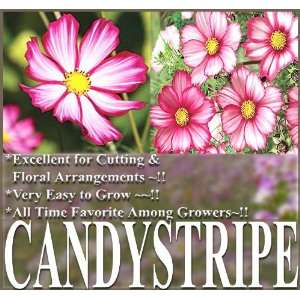  1 oz (4,800+) COSMOS CANDYSTRIPE CANDY STRIPE Flower Seeds 