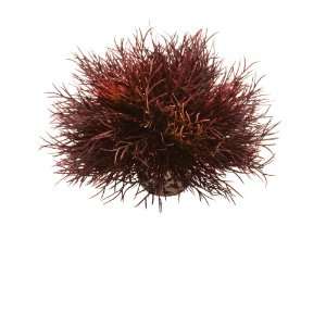  biOrb Sea Lily, Crimson