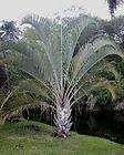 LIVE healthy Triangle palm tree plant 24 30 Dypsis decaryi