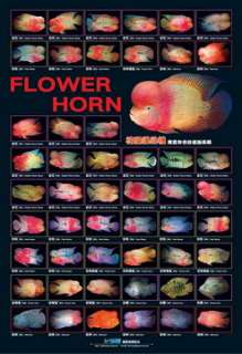 AZOO Flowrhorn BIG FISH AQUARIUM Generation Poster  