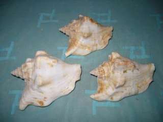 RARE BIG PINK CONCH SEA SHELL SEA SHELLS FROM RED SEA EGYPT SIZE 5 