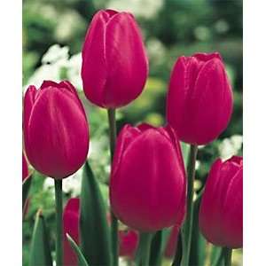  Tulip   Single Late   Grand Style Patio, Lawn & Garden