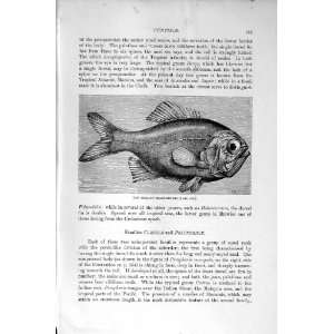  NATURAL HISTORY 1896 NEW ZEALAND TRACHICHTHYS FISH