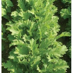   Brassica rapa (Japonica group)) 200 Seeds per Packet Patio, Lawn
