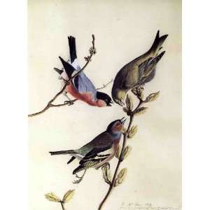  FRAMED oil paintings   John James Audubon   24 x 32 inches 