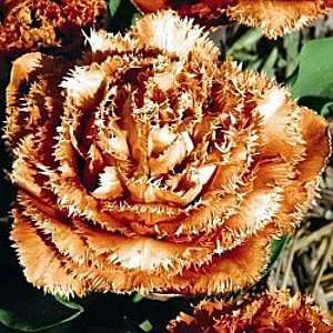   Touch Begonia Tulip 8 Bulbs Double Fringed Patio, Lawn & Garden