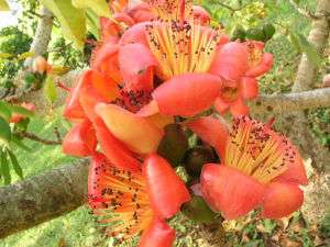 Bombax Ceiba Tree ~ Red Silk Cotton 80 seeds  