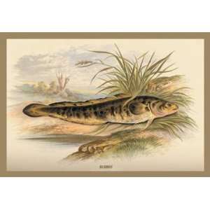  Exclusive By Buyenlarge Burbot 12x18 Giclee on canvas 