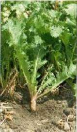 Great for DEER PLOTS Pasja Forage Turnip 1 LB Brassica  