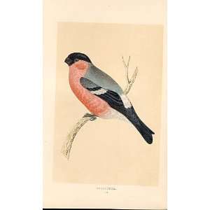 Bullfinch British Birds 1St Ed Morris 1851 