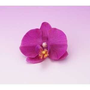 Moon Orchid in Purple