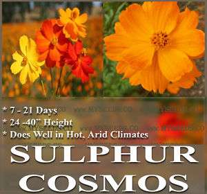 ORANGE & YELLOW ~ SULPHUR COSMOS COSMO MIX Flower Seeds  
