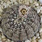 Gymnocalycium ragonesei exotic flowering flower rare cactus cacti seed 