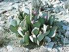 12 Hardy Cows Tongue Opuntia Cactus Plant  