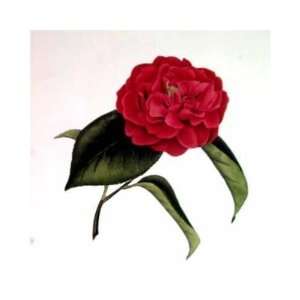  Camellia Rubrum Teneru    Print