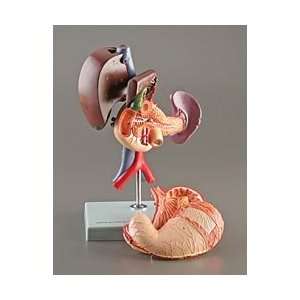  Altay Stomach and Upper Digestive Organs Model Industrial 