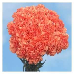 Orange Carnations 200 Grocery & Gourmet Food