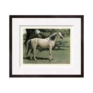  Cassells Horse I Framed Giclee Print