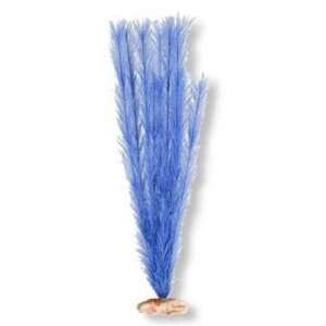  Top Quality Plant   Soft Foxtail Large Elec. Blue Pet 