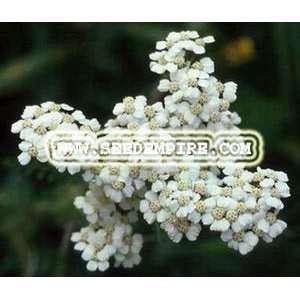  YARROW WHITE Achillea Millefolium     2,000 Flower Seeds 