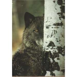 Wolf picture on Cedar Box 