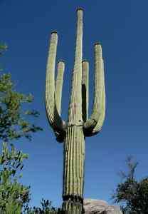 GIANT SAGUARO~Carnegiea Gigantea cactus seeds~carnegia  