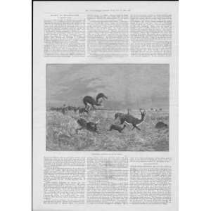 Springbok Shooting South Africa 1893 