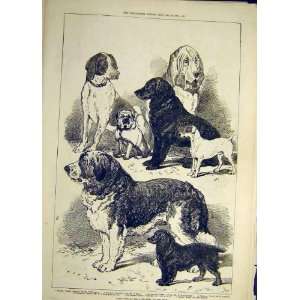    1878 Prize Dogs Alexander Palace Show Animal Print