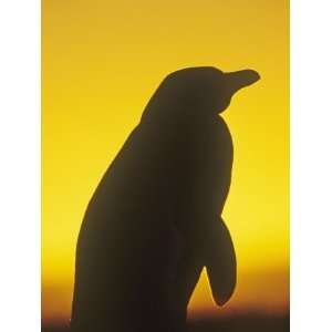  Magellanic Penguin Silhouette at Twilight, Spheniscus 