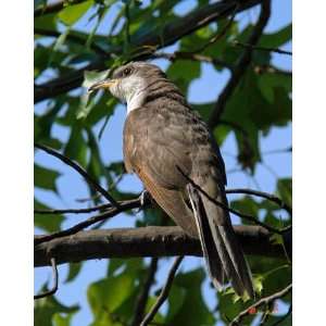 Yellow billed Cuckoo 